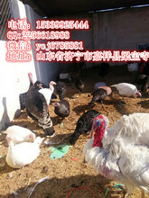 嘉祥县大型火鸡养殖场低价出售