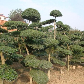 綠化苗木常綠灌木報(bào)價(jià)：小葉女貞造型樹(shù)、造型油松造型黑松羅漢松