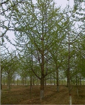 落叶乔木价格：水杉、白腊、秋枫、黄金槐、蒙古栎、栓皮栎、桃树