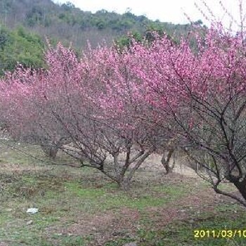 落叶灌木报价：毛鹃、丛生三角枫、红梅、绿萼梅、蜡梅、黄刺玫