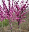 落葉灌木價格：雞爪槭、紫葉稠李、紫葉李、碧桃、山桃樹、迎春花