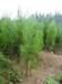 常绿灌木价格：侧柏树、巨紫荆、晚樱、花石榴树、丝棉木、木芙蓉