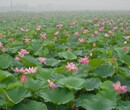 水生花卉报价：荷花、睡莲、半枝莲、菖蒲、芦苇千屈菜、蒲苇芡实图片