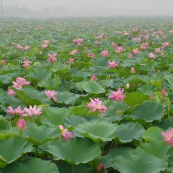 水生植物价格：德国鸢尾、玉簪荷花、菖蒲灯心草、细叶麦冬、芡实