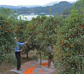 桂花报价：桂花树、四季桂、八月桂、金桂丹桂、月桂棕榈龙柏刚竹