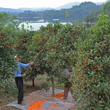 风水花卉报价：元宝枫、比利时杜鹃、八角金盘火棘、绣球花万寿菊图片