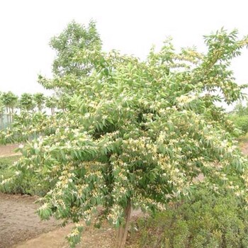 药用植物报价：合欢、杜仲、香椿树、绿萼梅、金银花、肾蕨、白梅