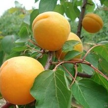 渭北高原陜西杏子產地集中區杏子批發價格圖片