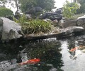 浦东新区公园鱼池清洗