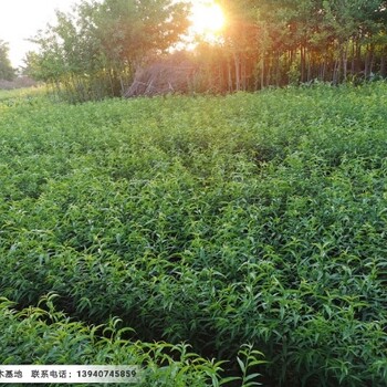 辽宁山荆子苗耐寒品种