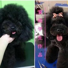 北京学宠物美容，小班授课，毕业即就业