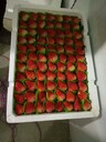 长丰草莓收购