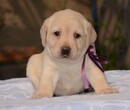 犬舍出售忠诚幼犬拉布拉多驱虫疫苗已做可送货上门图片