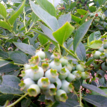 南方蓝莓种植品种：珠宝蓝莓苗，春高蓝莓苗，绿宝石蓝莓苗，兔眼蓝莓苗等品种