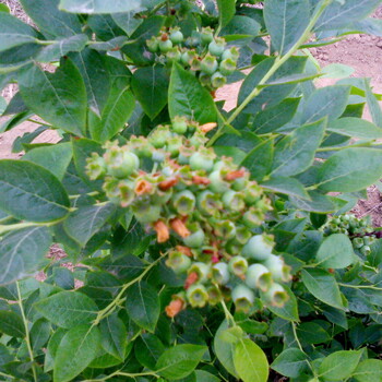 藍(lán)莓苗的早熟品種：春高藍(lán)莓苗粉紅佳人藍(lán)莓苗珠寶藍(lán)莓苗