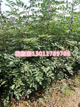 四季香椿苗泰山紅石榴苗枸橘苗！苗圃