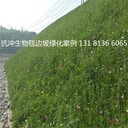 河道綠化椰絲毯植物纖維毯抗沖生物毯環(huán)保草毯