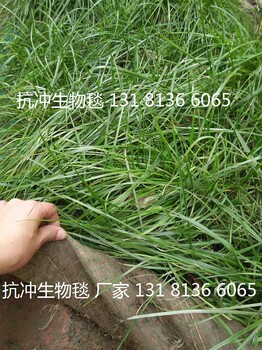 河道绿化植物纤维毯环保草毯抗冲生物毯抗冲生态毯