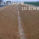 植物纖維毯、抗沖生物毯、植生毯、椰絲毯