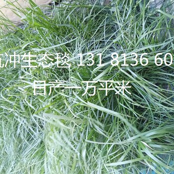 生态毯边坡修复环保草毯植物纤维毯麻椰固土毯厂家