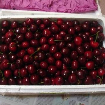 东莞下桥水果批发市场代销樱桃代卖樱桃
