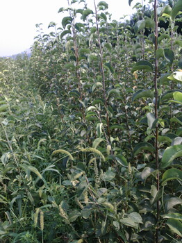 玉露香梨樹苗價(jià)格山西玉露香梨樹苗種植大戶