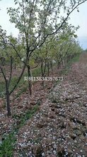 占地梨树多少钱一棵??5公分梨树价格?6公分占地梨树价格图片