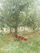 8公分苹果树价格~10公分苹果树产地山西运城苹果树产地图片