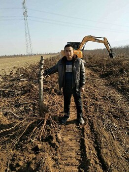 占地桃樹價(jià)格5公分+6公分+8公分占地桃樹價(jià)格城市周邊占地