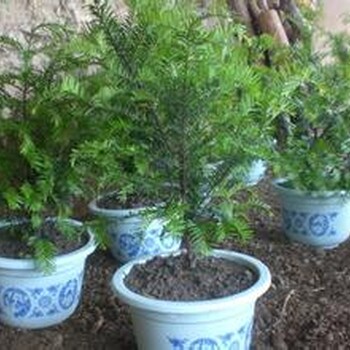 遼寧東北紅豆杉小苗一到八年苗東北紅豆杉小苗報(bào)價(jià)
