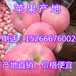 哪里的红富士苹果基地价格行情