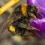 代人工授粉的昆虫丨熊蜂授粉丨哪些昆虫可用于温室授粉丨嘉禾源硕图片1