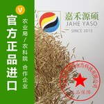 鼠茅草种植技术丨鼠茅草种子丨果园除草丨嘉禾源硕