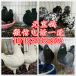 2.5斤元宝鸽价格公斤元宝鸽需要多少钱一只性价比最高图片
