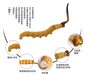 回收冬虫夏草云浮上门回收虫草