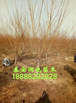 龍柱碧桃小苗紅葉碧桃小苗菊花碧桃小苗
