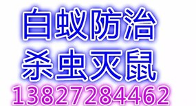 东莞道滘镇白蚁防治，道滘镇白蚁防治道滘白蚁防治图片3