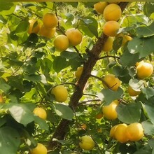 杏树苗新品种荷兰香蜜杏树苗