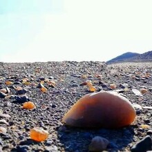 时至三月，又到了捡石头的好季节，在新疆，靠捡石头发家致富的人大有人在。