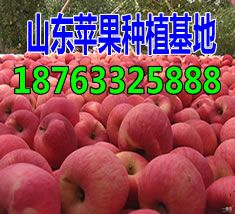 山东苹果多少钱一斤