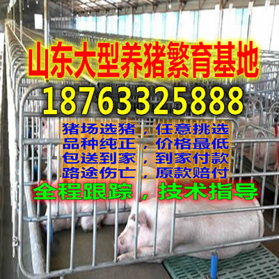安徽亳州猪崽收购价格