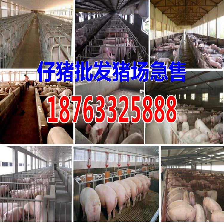 贵州黔南州小猪养殖基地格