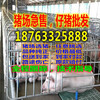 重庆渝中小猪价格今日猪价哪里便宜