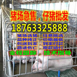 贵州黔南州小猪养殖基地批发价格图片2