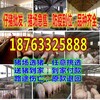 天津和平小猪市场价格哪里便宜