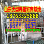 天津大港小猪供应猪场批发价格图片0