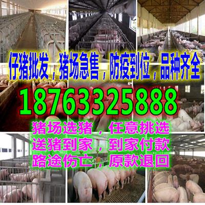 黑龙江齐齐哈尔小猪繁殖基地批发市场