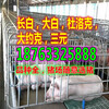 重庆巫山县小猪市场批发市场
