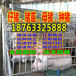 黑龙江双鸭山今天小猪价格行情价格行情图片0