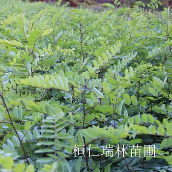 遼寧刺槐樹(shù)苗，刺槐小苗，刺槐苗基地